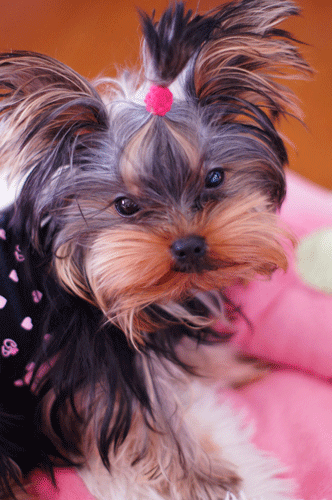 e0248268_85439.gif