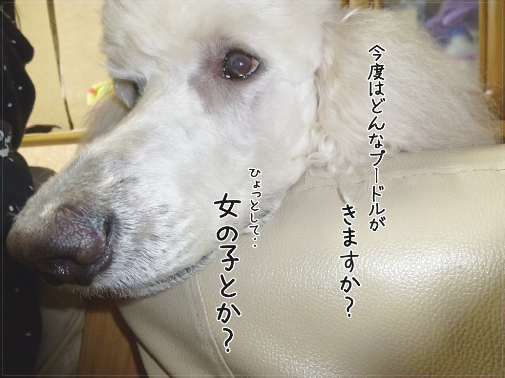 a0216583_134218100.jpg