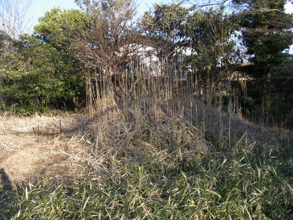 b0049307_15312646.jpg