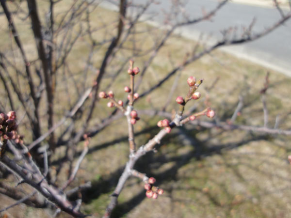 e0016120_1141444.jpg