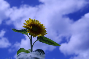 Dsc_7313 Dsc_7313