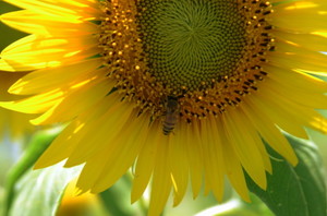 Dsc_7566 Dsc_7566