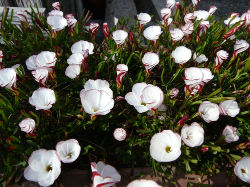 c0205169_102124.jpg