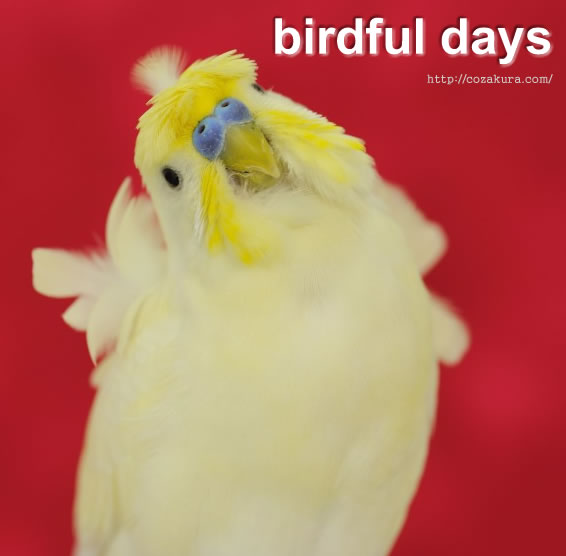 Birdful days