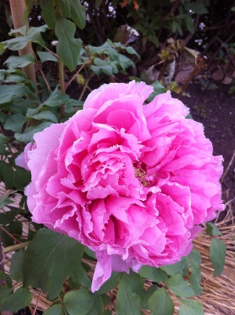 f0083294_10164237.jpg