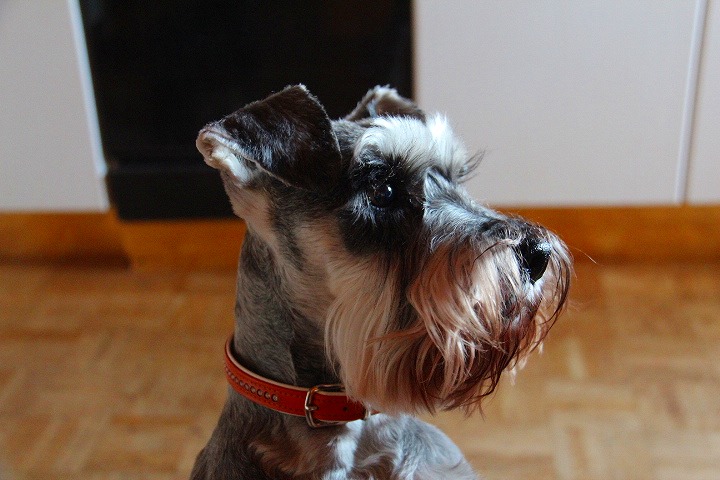 c0153740_2331561.jpg