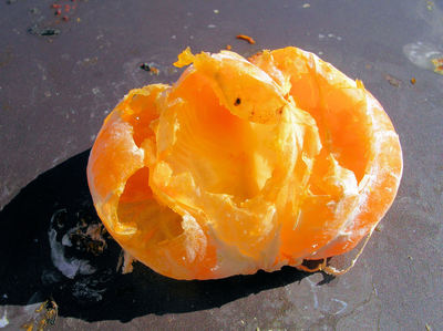 f0141677_7354087.jpg