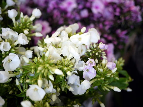 c0090198_462580.jpg