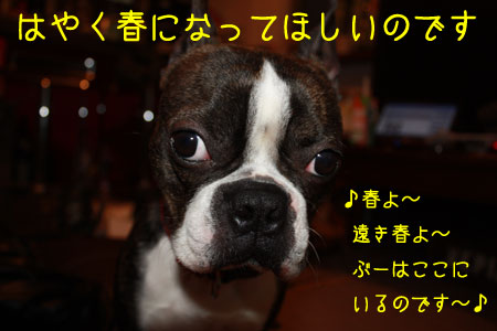 a0190132_1734669.jpg