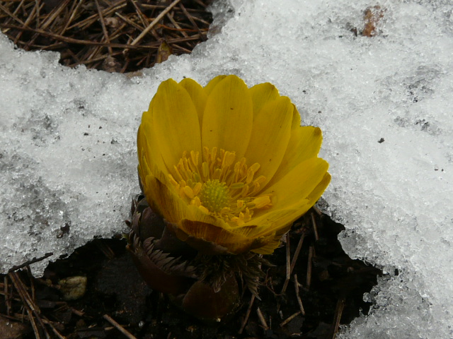 e0145782_1774027.jpg