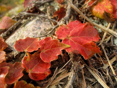c0229483_9282314.jpg