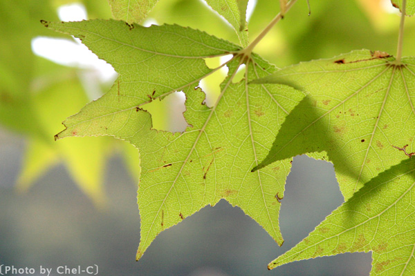 a0154706_13195186.jpg