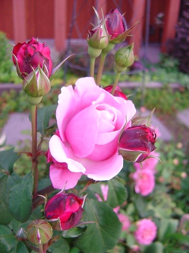 f0205733_20374384.jpg