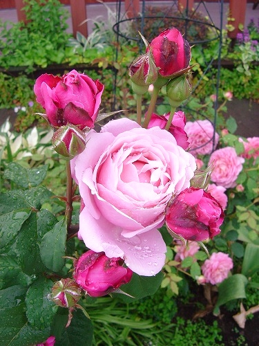 f0205733_20381025.jpg