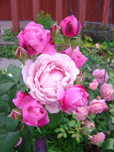f0205733_20382521.jpg