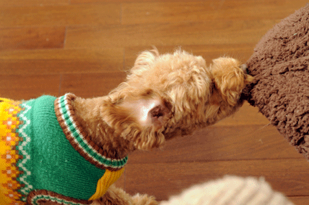 c0196673_19355538.gif