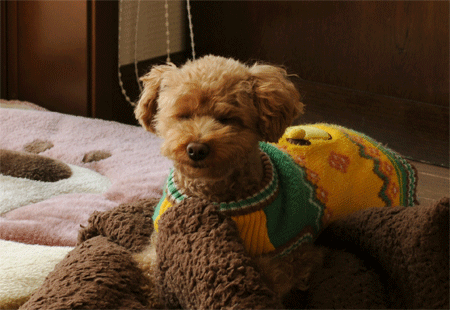 c0196673_19392399.gif