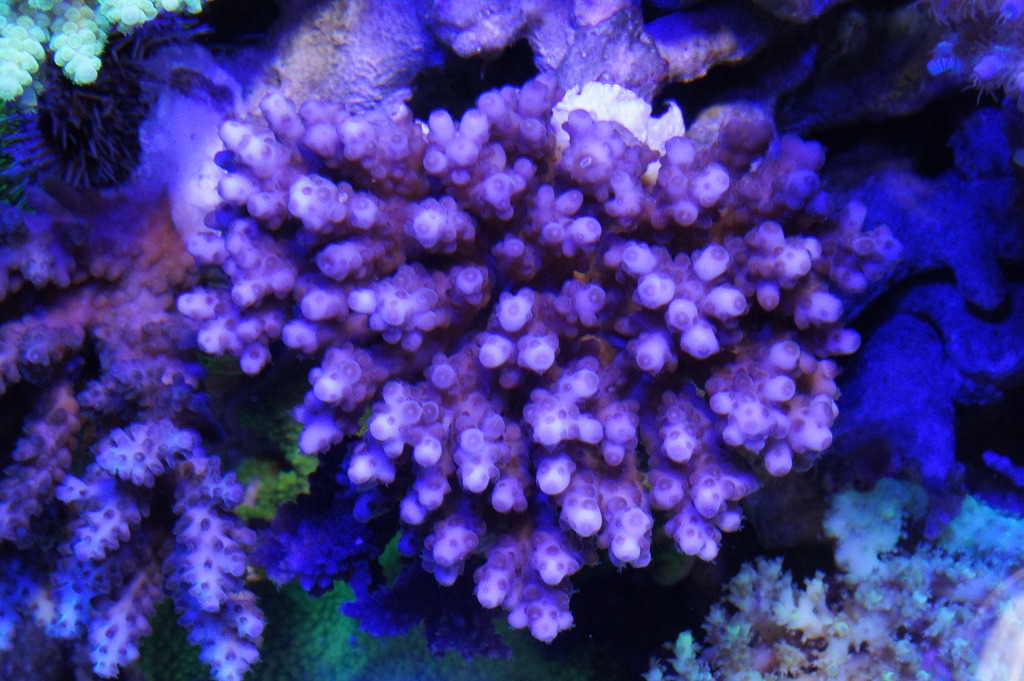 a0161975_21243772.jpg