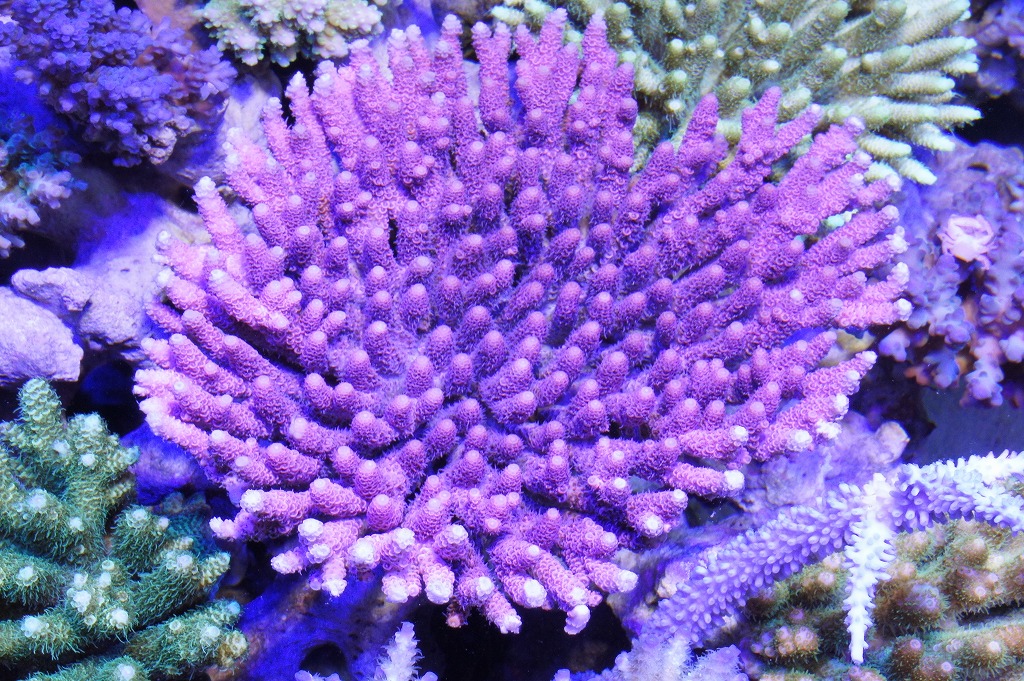 a0161975_21254398.jpg