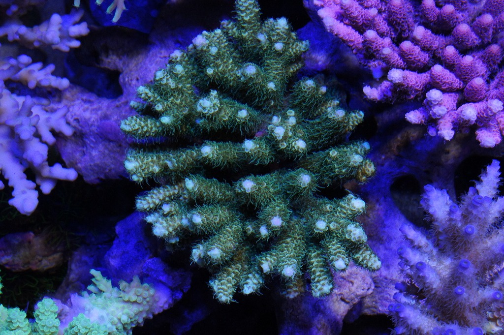 a0161975_2125537.jpg