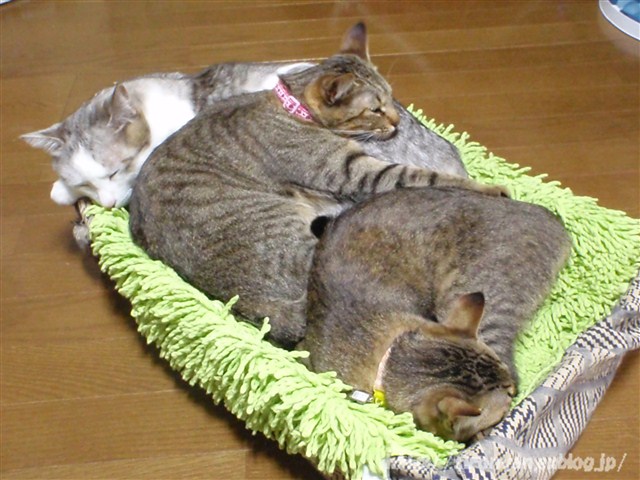 a0159490_15573246.jpg
