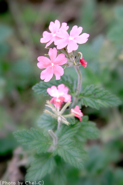 a0154706_4342146.jpg