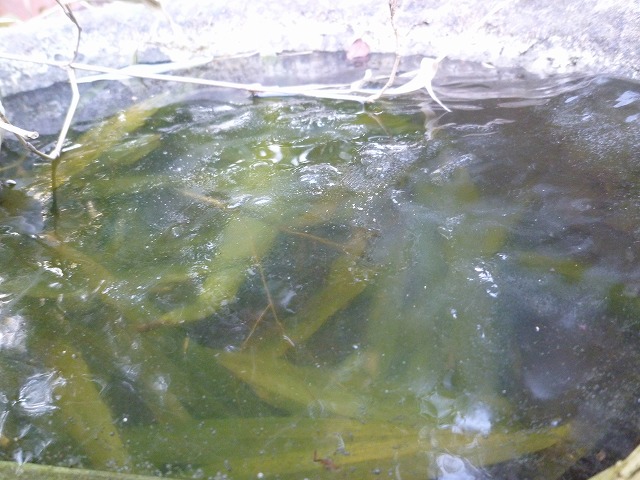 d0037110_21272829.jpg