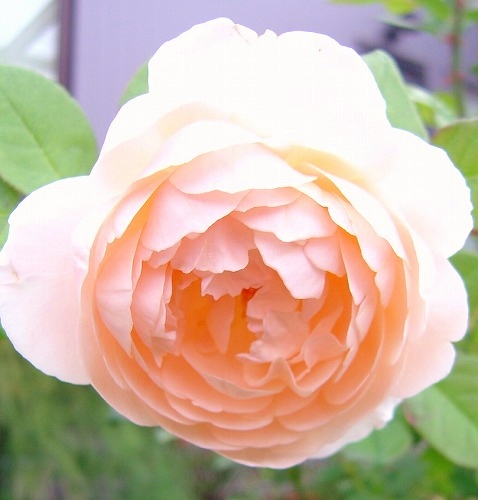 f0205733_12125612.jpg