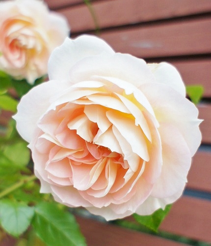 f0205733_1213302.jpg