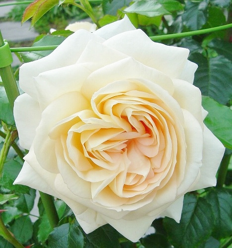 f0205733_1248082.jpg