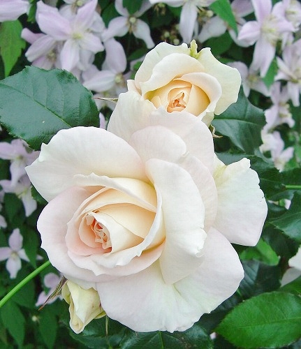 f0205733_12482473.jpg