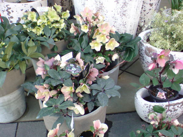 e0153367_1001550.jpg