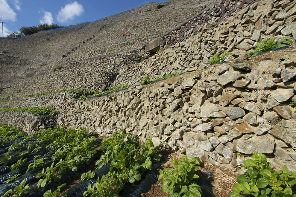 e0164282_1125135.jpg