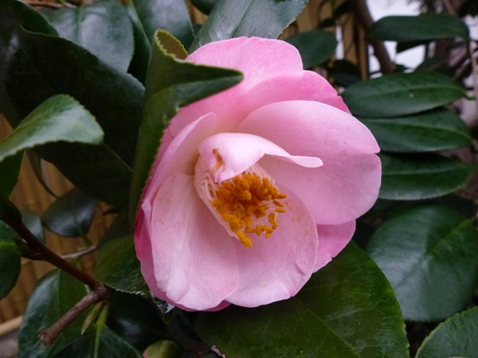 c0042418_9353233.jpg