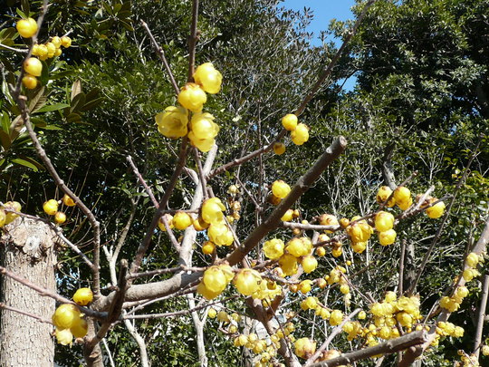 c0009528_1624990.jpg