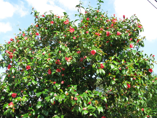 c0064389_18181187.jpg