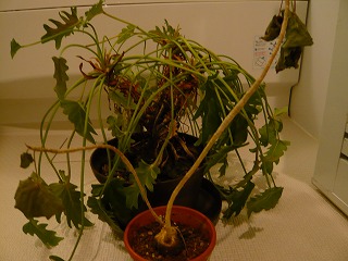 e0002896_5113100.jpg