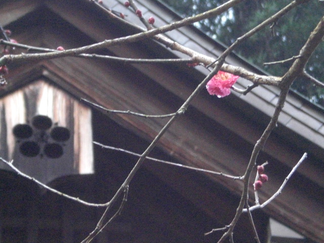 c0054498_2391717.jpg