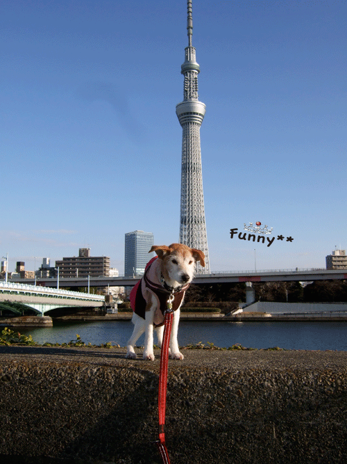 c0031808_1672226.gif