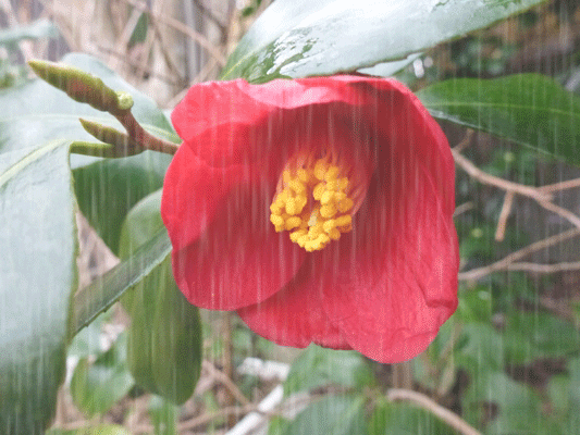 c0042418_928037.gif