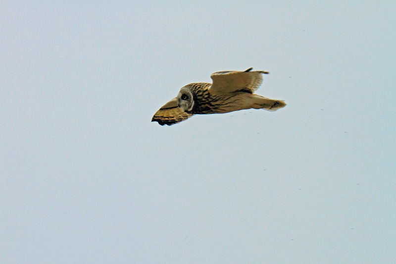 f0044056_8465016.jpg