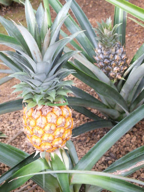 e0145782_933929.jpg