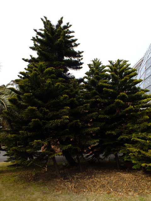 e0145782_9354840.jpg