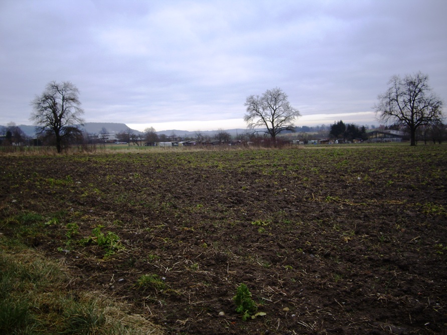 d0132988_85314.jpg