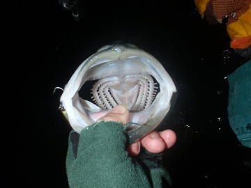 f0069890_23292670.jpg
