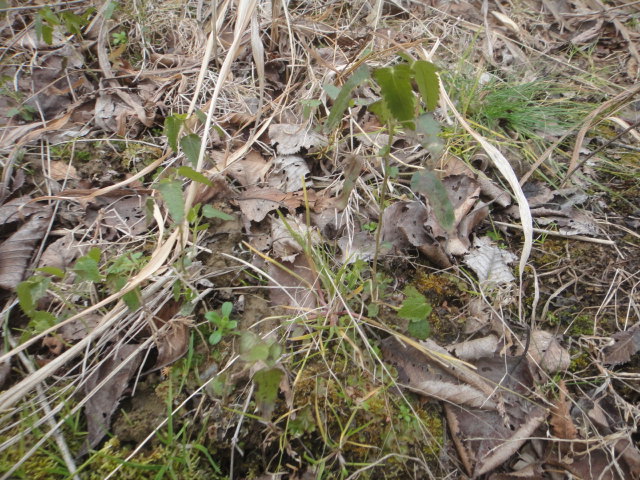 f0137275_5255186.jpg
