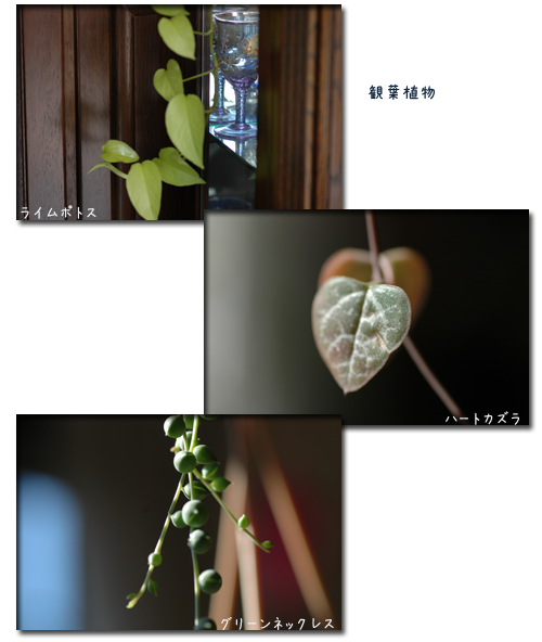 c0051105_19214598.png