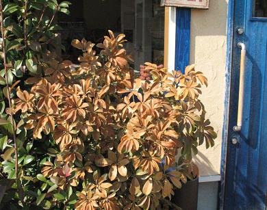 e0130185_1331822.jpg