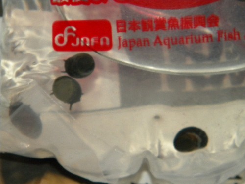 f0138093_15404442.jpg