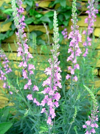 f0150620_8421060.jpg